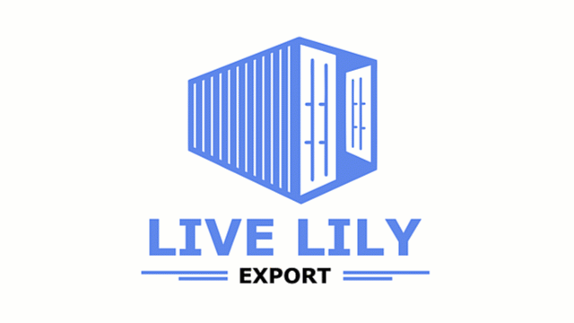 Live Lily Export
